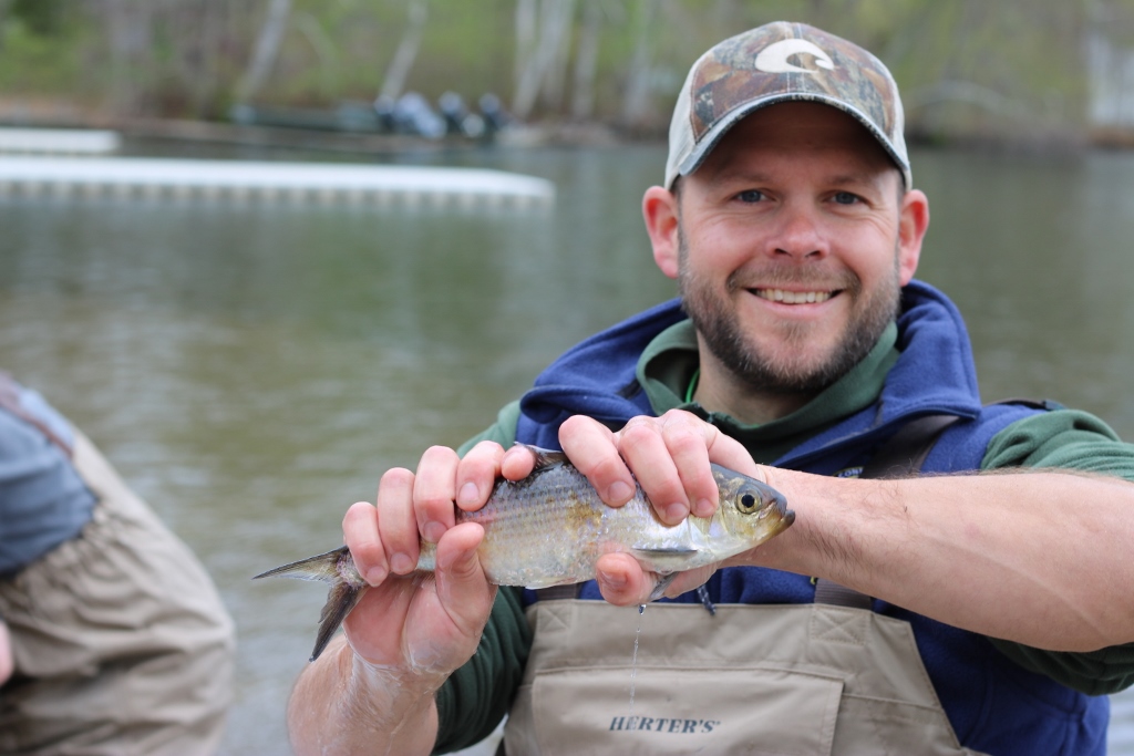 Determining the Effects of Landlocked Alewives on Anadromous Alewife